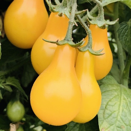 Yellow pear tomato - yellow, seeds