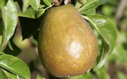Beurre anjou pear seeds - 25+,