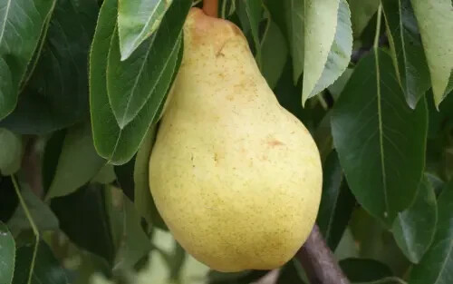 Bartlett pear seeds for - bartlett,