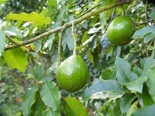 Avocado lila cold hardy - avocado,